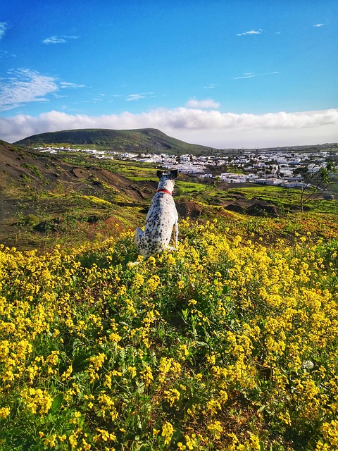 Lanzarote Travel Guide: Navigate the Island's Unique Landscapes, Culture, and Hidden Gems